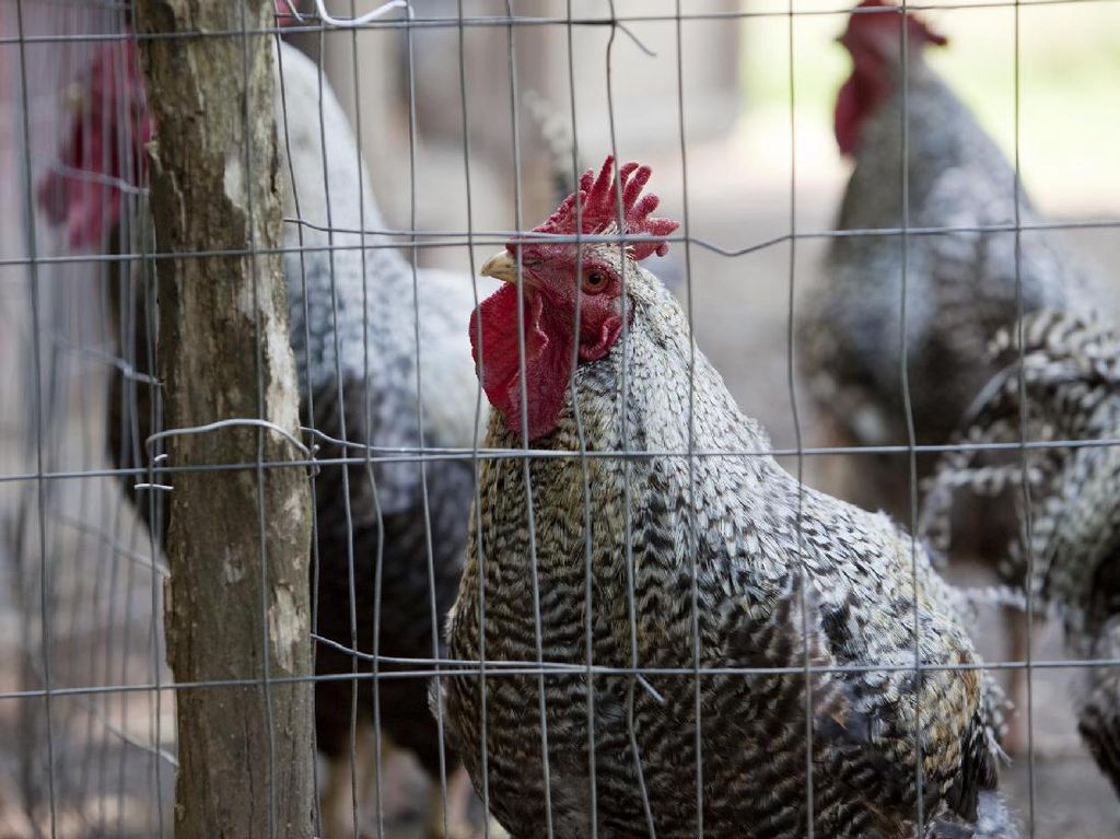 Bule di Homestay Protes Ayam Berkokok, Warga Jimbaran Cuek