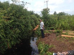 Polres Meranti Sita Kayu Hasil Pembalakan Liar