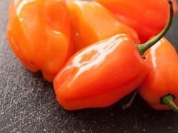 Peneliti Berhasil Kembangkan Cabe Habanero yang Tidak Pedas