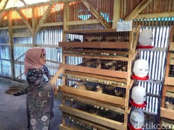 Menengok Peternakan Puyuh yang Menjanjikan di Kawasan Bandung Timur