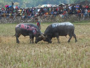 Wabah PMK Menyebar, Pemkab Toraja Utara Larang Ritual Adu Kerbau Wabah PMK Menyebar, Pemkab Toraja Utara Larang Ritual Adu Kerbau