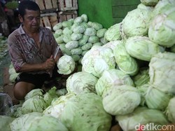 Curahan Hati Petani, Harga Kubis Turun hingga Rp 300 per Kg