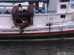 Tak ada Dermaga Khusus Ternak, Sapi-sapi ini Dilempar ke Laut