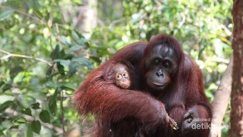 Orangutan di Tanjung Puting (Debora Kusumadewi/dTraveler) Orangutan di Tanjung Puting (Debora Kusumadewi/dTraveler)