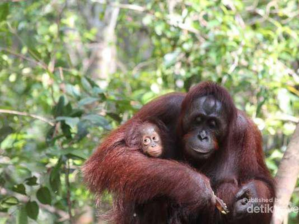Julia Roberts yang Bikin Birahi Orangutan Tanjung Puting