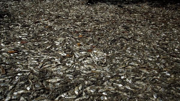 Misteri Ribuan Ikan Mati di Pantai Kosta Rika