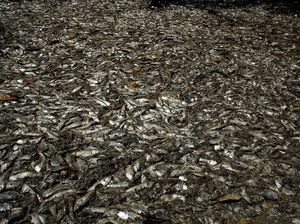 Misteri Ribuan Ikan Mati di Pantai Kosta Rika