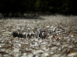 Ratusan Ribu Bangkai Ikan Ditemukan di Samudra Atlantik