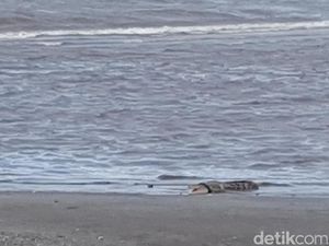 Sayembara Bebaskan Buaya dari Kalung Ban di Palu Disorot Internasional