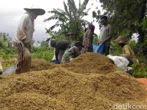 BPS Pakai Metode Ini untuk Data Produksi Padi