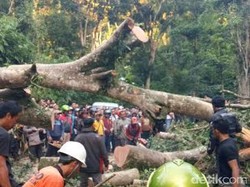 Pohon Beringin Tumbang Timpa Warung, Lima Orang Luka