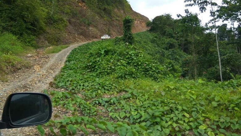 Tembus Gunung dan Hutan, Ini Jalan Trans Papua Sorong-Manokwari