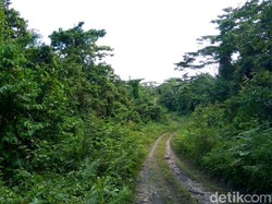 12 Km Trans Papua Ruas Manokwari-Batas Provinsi Masih Tertutup Hutan