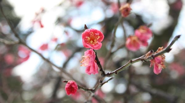 Musim Dingin, Taman Jepang ini Justru Makin Instagrammable