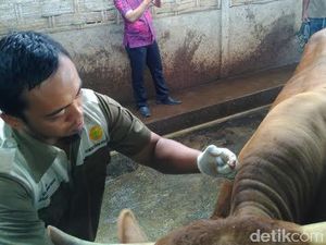 Dinas Pertanian Trenggalek Temukan Dugaan Sapi Antraks