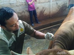 Dinas Pertanian Trenggalek Temukan Dugaan Sapi Antraks
