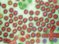 Ilmuwan Waspadai Mutasi Virus Flu Burung yang Mengancam Dunia