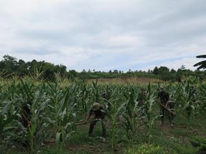 Program Emas Hijau Tingkatkan Hasil Pertanian Masyarakat Maluku