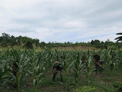 Program Emas Hijau Tingkatkan Hasil Pertanian Masyarakat Maluku