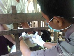 Cegah Anthrax, Dinas Pertanian Trenggalek Suntik Hewan Ternak