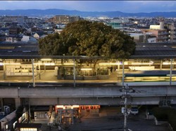 Unik! Ada Pohon 700 Tahun dalam Stasiun di Jepang