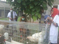 Kementan Luncurkan Varietas Ayam Pedaging, Ini 9 Keunggulannya