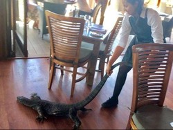 Aksi Nekat Pelayan Perempuan Usir Biawak Dari Restoran
