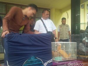 Tim KLHK Gagalkan Penyelundupan Satwa Liar di Pekanbaru Tim KLHK Gagalkan Penyelundupan Satwa Liar di Pekanbaru
