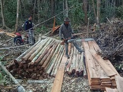 Polisi: Tersangka Illegal Logging di Kalteng Palsukan Dokumen Terbang