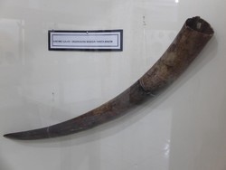 Di Maluku, Gading Gajah Pernah Dijadikan Mas Kawin Nikah