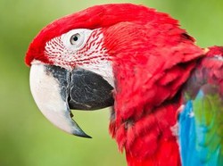 5 Hewan Paling Unik di Indonesia Timur