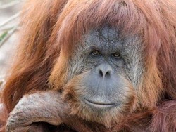 Kebun Binatang Adelaide Galang Dana Demi Kenang Orangutan