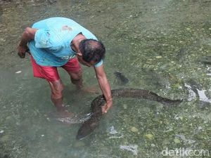Kisah Belut Keramat Raksasa di Ambon