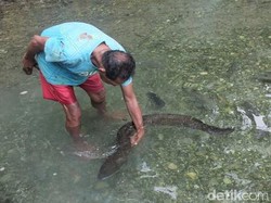 Kisah Belut Keramat Raksasa di Ambon