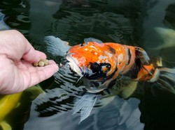 Bisakah Ikan Merasakan Sakit Seperti Manusia?