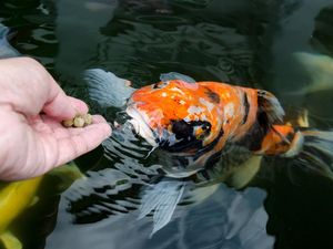 Bisakah Ikan Merasakan Sakit Seperti Manusia? Bisakah Ikan Merasakan Sakit Seperti Manusia?