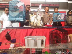 Sindikat Penyelundupan Satwa di Surabaya Gunakan Modus Baru