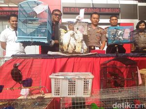 Polisi Gagalkan Penyelundupan Satwa Lewat Laut Polisi Gagalkan Penyelundupan Satwa Lewat Laut