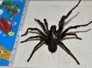 9 Laba-laba Mematikan di Dunia, Ada Black Widow 9 Laba-laba Mematikan di Dunia, Ada Black Widow