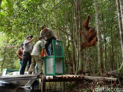 25 Ekor Orangutan di Kapuas Direlokasi ke Hutan Lindung