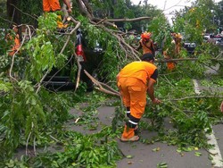 Pohon Tumbang Timpa Mobil di Perempatan TB Simatupang