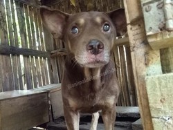 Heboh Isu Anjing Jelmaan Babi Ngepet di Panongan Tangerang