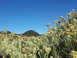 Indahnya Padang Edelweiss di Gunung Papandayan