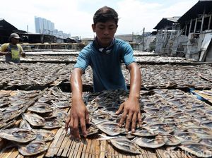 Terkendala Hujan, Produksi Ikan Asin di Angke Kembali Normal