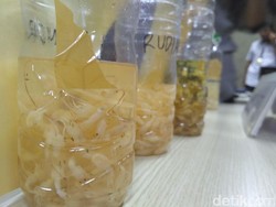 Bareskrim Gagalkan Penyelundupan Bibit Lobster Senilai Rp 7 Miliar