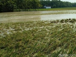 Akibat Banjir, 150 Hektar Padi di Jombang Gagal Panen