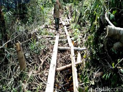 Lagi, Polisi Tangkap Pelaku Illegal Logging di Cagar Biosfer Riau