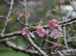 Nggak Usah ke Jepang, 2 Tempat di Indonesia Ini Punya Bunga Sakura