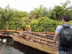 Memburu Jejak Pelaku Illegal Logging ke Pelosok Hutan Riau