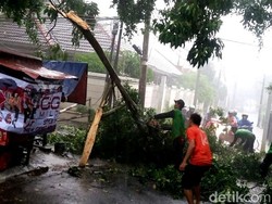 Hujan Deras di Jakarta, Pohon Tumbang di TB Simatupang